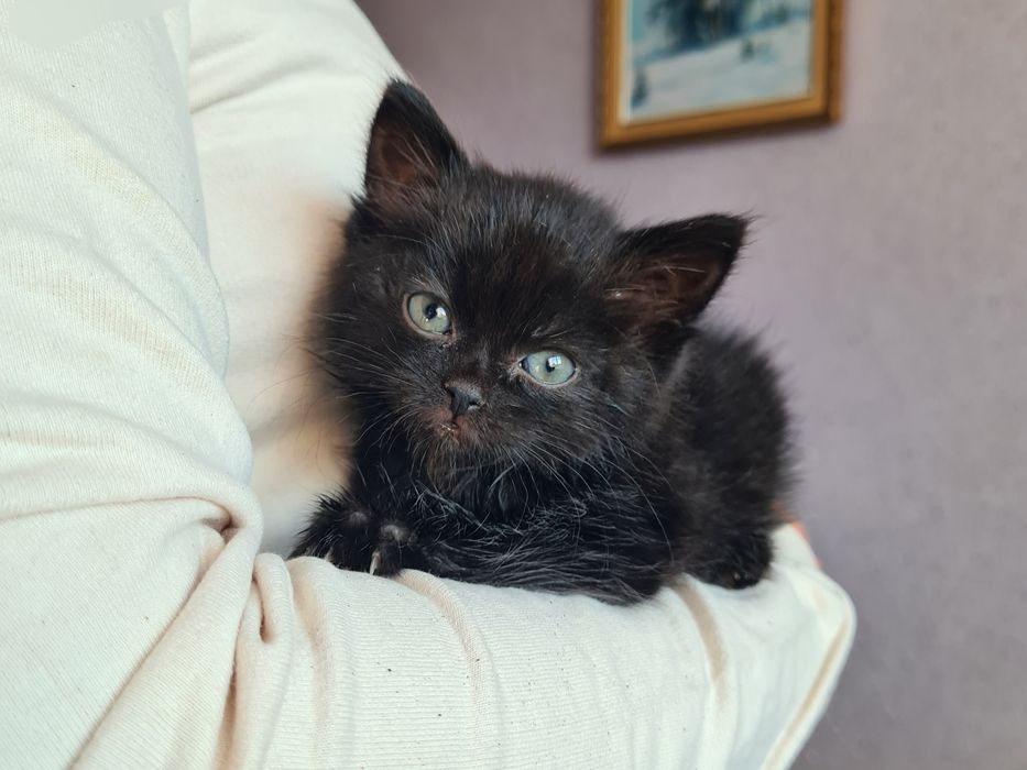 Кошеня шукає дім