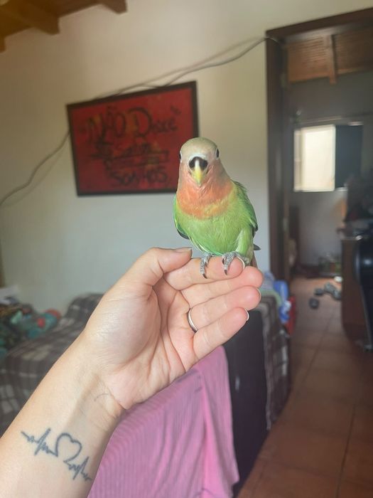 Agapornis criado a mão