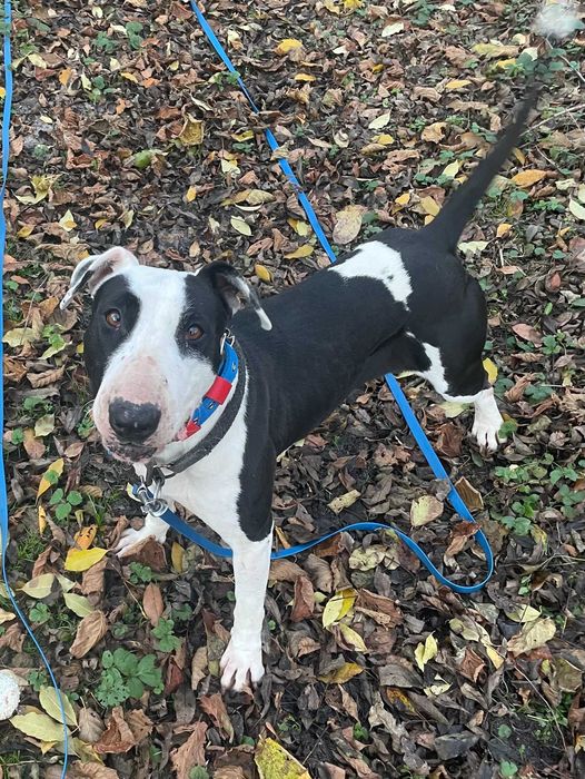 Do adopcji Cherry, suczka w typie bullterriera, TTB Poznań