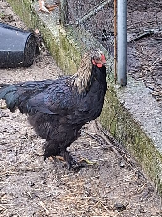 galos jovens adultos