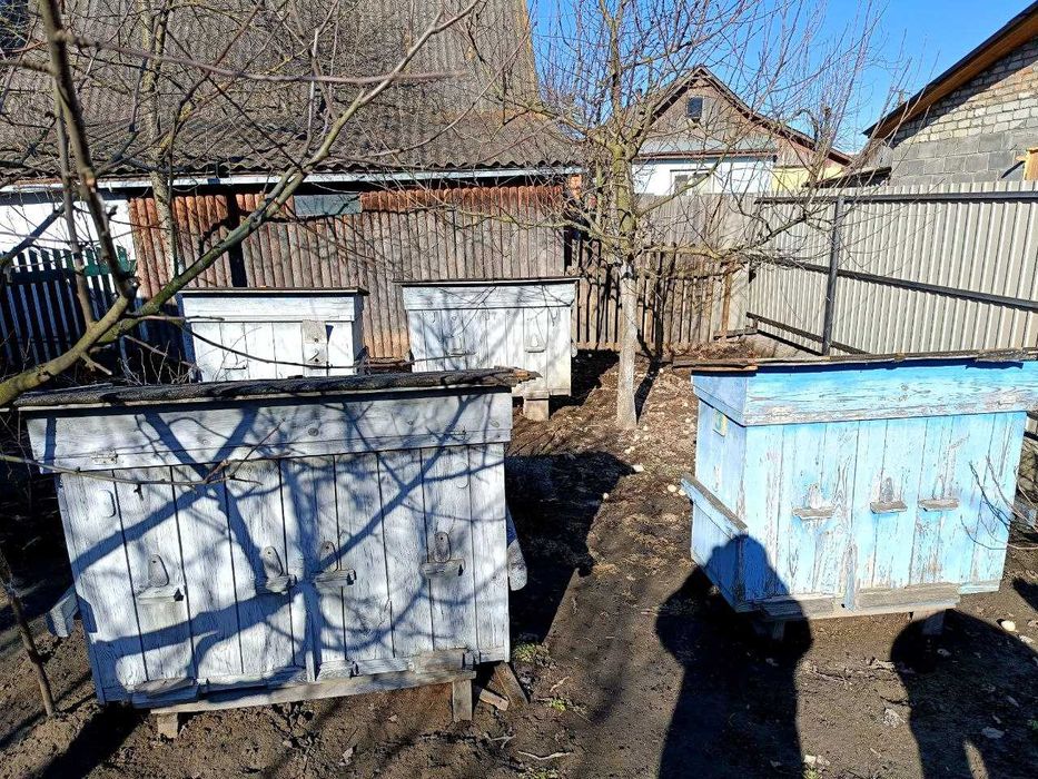 Продам: пасіку, вулики, бджоли, медогонку, інвентар до бджіл(комплект)