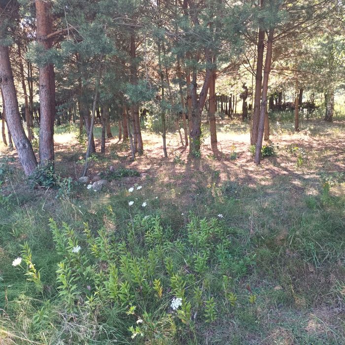 Działki budowlane z warunkami zabudowy 1800 m - Widok 3