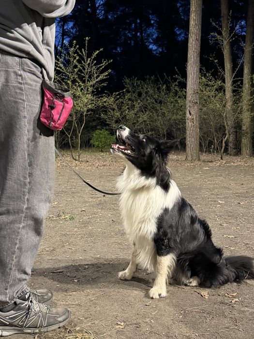 Кінолог . Дресирування собак