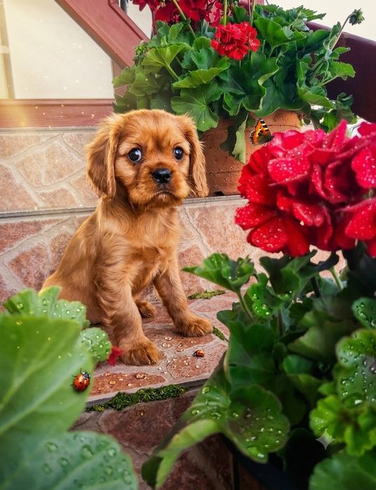 Cavalier King Charles Spaniel