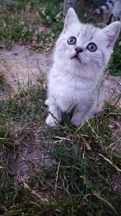 Шотландські прямовухі  та висловухі кошенята ( скоттіш-страйт срібний окрас)
