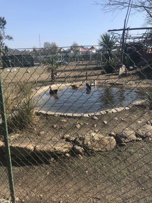 Patos mudos grandes criados ao ar livre