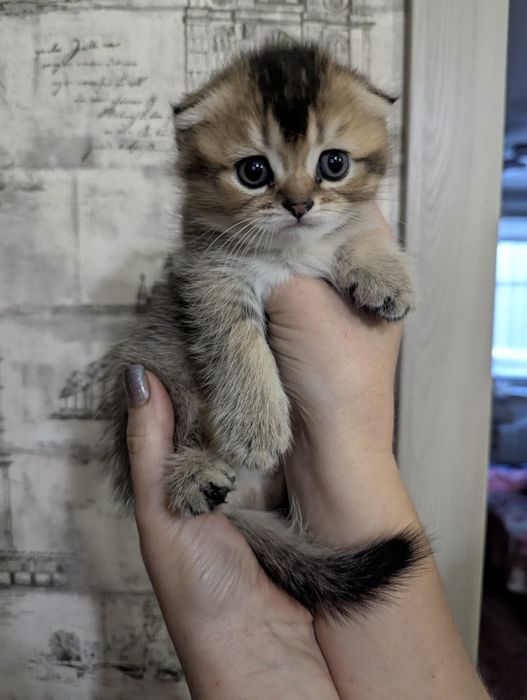 Срочно! Шотландский Золотой мальчик