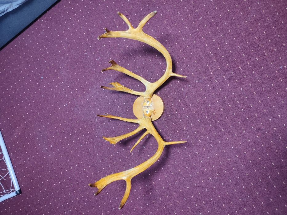 Рога северного оленя