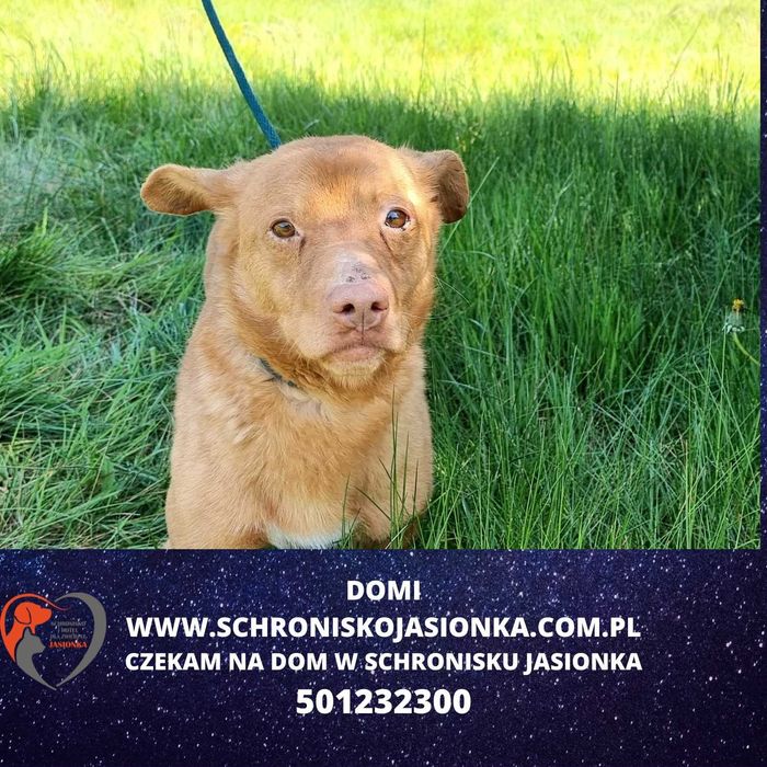 Domi do adopcji – Schronisko Jasionka