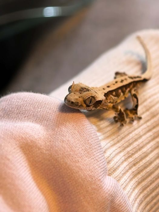 Gekon orzęsiony z terrarium lub bez - różne do wyboru | gad jaszczurka
