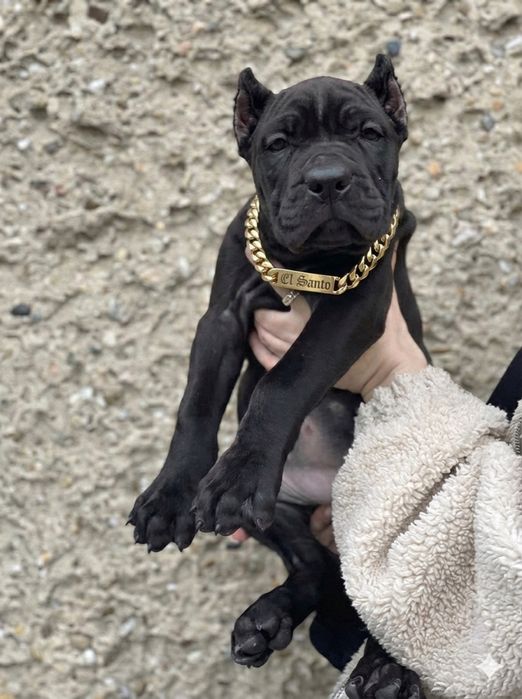 Wyjatkowy chlopak - American Bandog