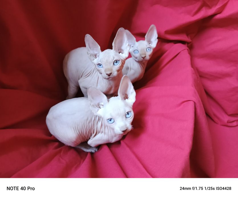 Шикарные милые котята мальчики