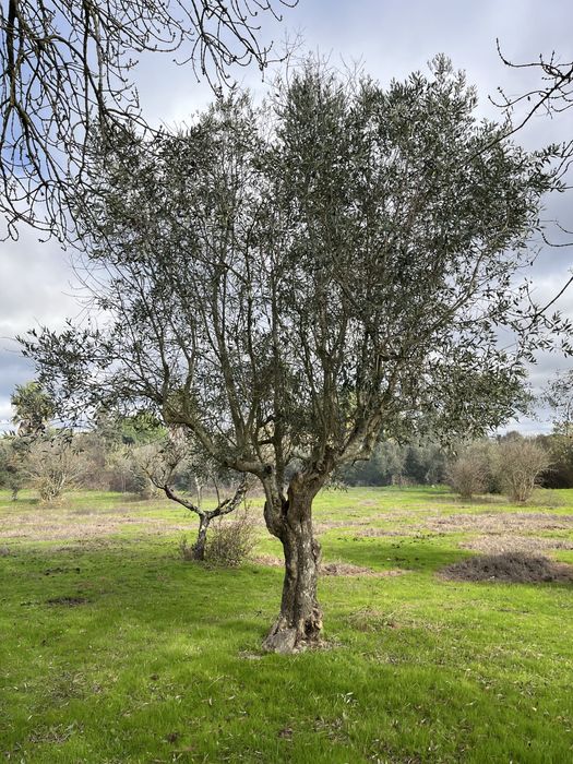 Oliveiras centenárias