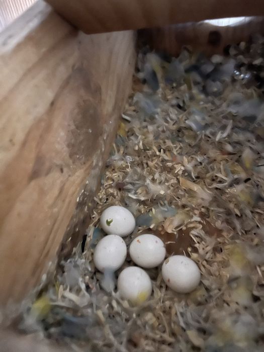 Agapornis roseicolis domesticados varias cores