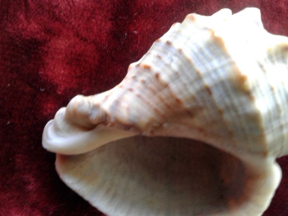 Ракушка черноморского рапана