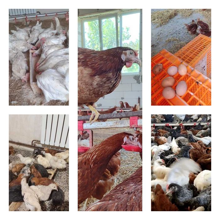 Продам кури несушки! Доставка безкоштовна. Шишаки!