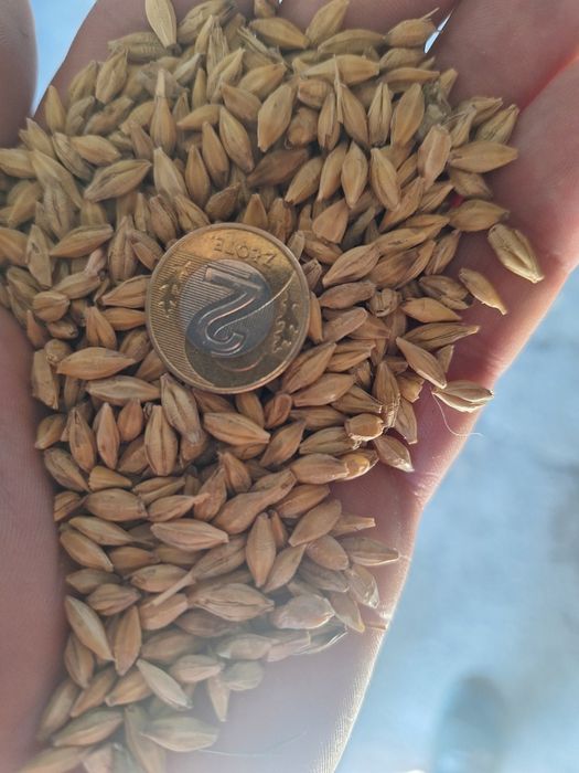 Jęczmień ozimy Sandra