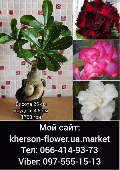 Адениум мультипрививка Taiwan Peony+Moran
