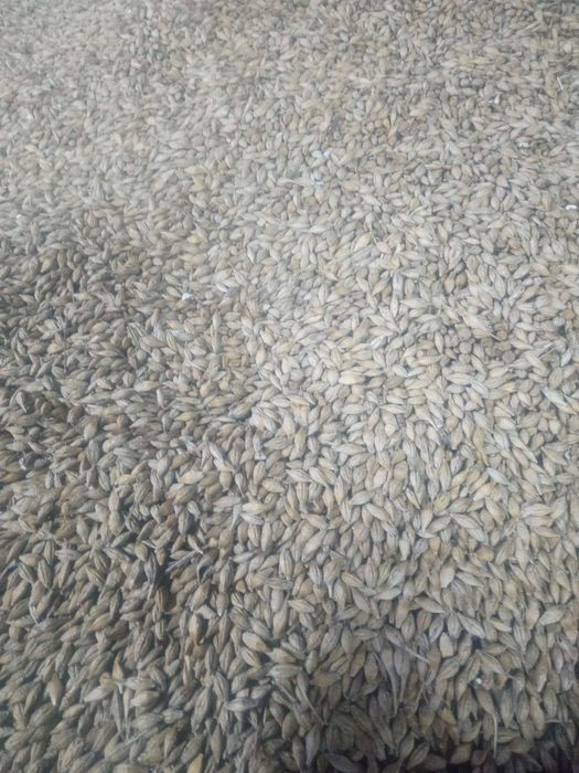 Jęczmień jary tegoroczny