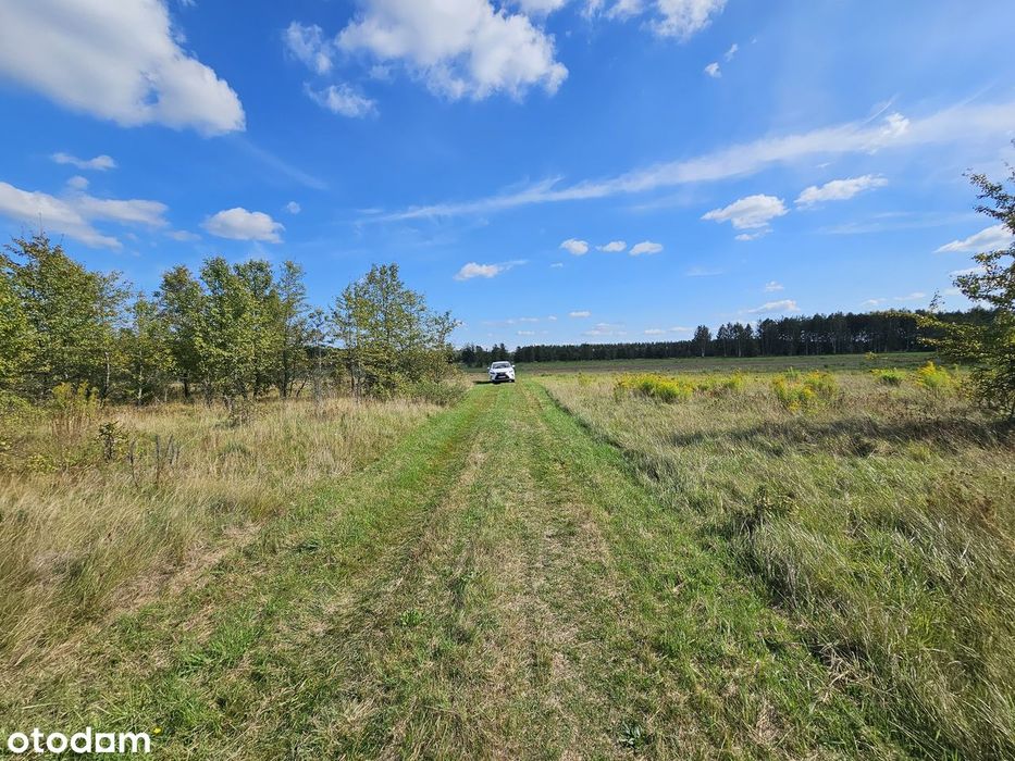 Własne Miejsce W Puszczy Białowieskiej–Cisza, Natura I Off-Grid 0,56Ha