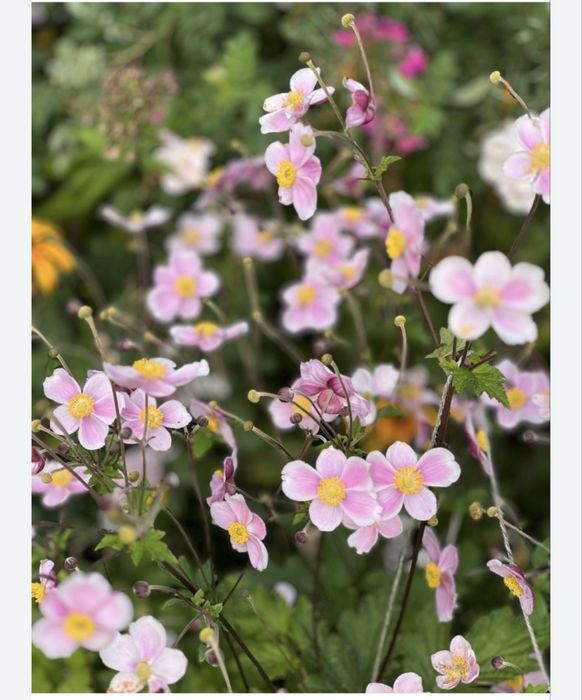 Zawilec i berberys kwiaty