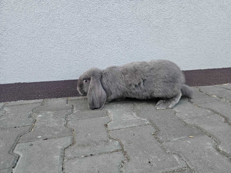 Samczyki Baran francuski