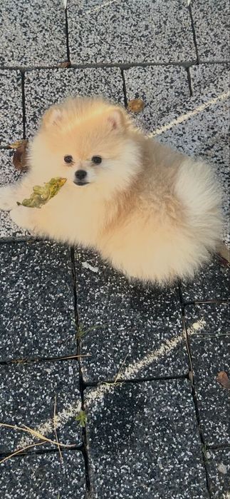 Sprzedam suczke rasy pomeranian