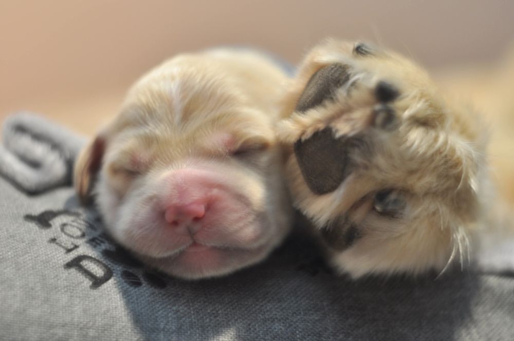 Golden  Retriever ZKwP