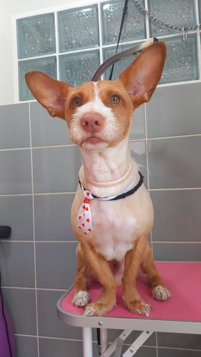 Cão Podengo para adoção