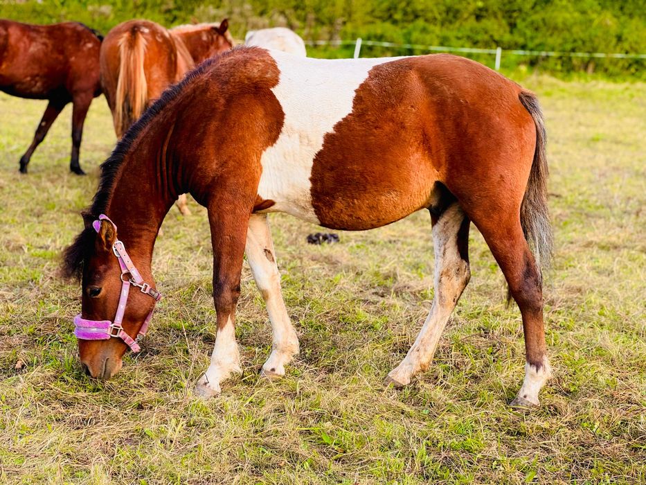 Ogierek 2 letni huculski doplatowy
