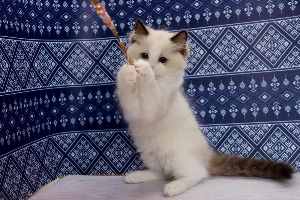 Ragdoll-хлопчик в красивому забарвлені та з синими очками