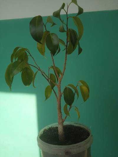 Продам фикус Бенджамина светлолистый