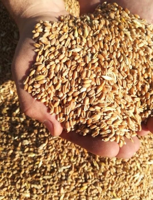 Pszenica .do kur .gołębi