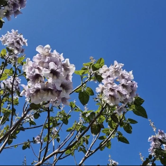 Павловния Войлочна уп 500шт розпродаж Насіння, Семена Павловнии