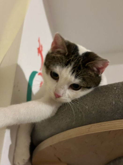 6 miesieczna kotka szuka domu