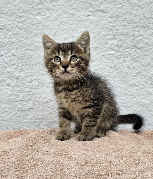 Kocurek do adopcji w dobre ręce piękny niewychodzący