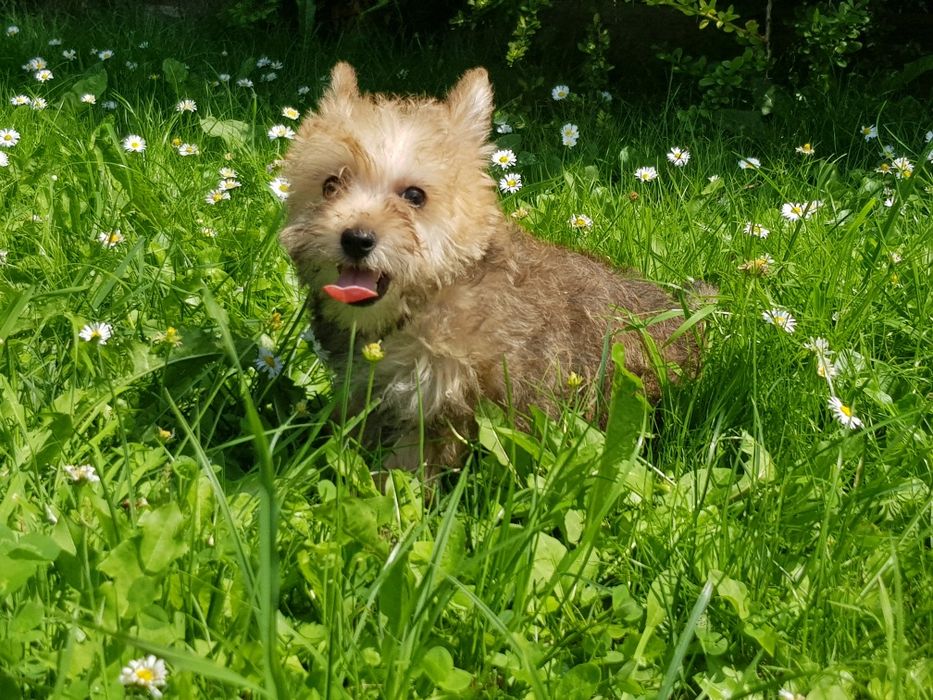 West(westiepoo) suczka