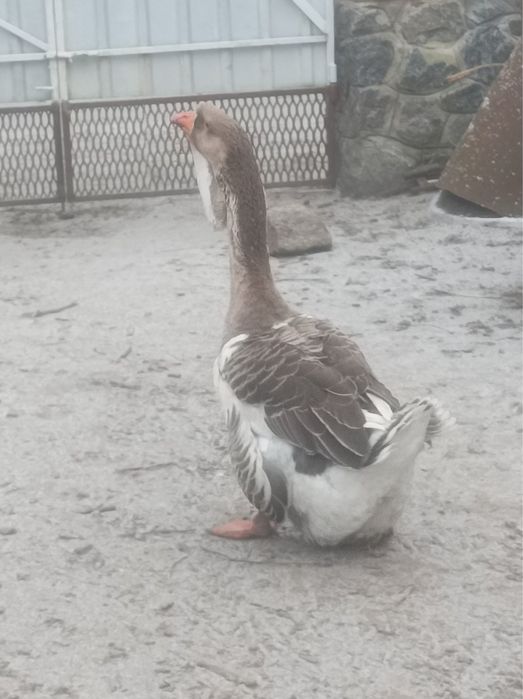 Гуси холмогори, птиця