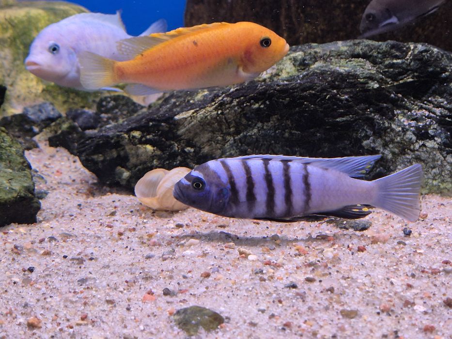 Cynotilapia sp. Ndumbi/Pyszczaki Malawi