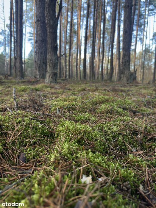 Leśniczówka Unikalne niespotykane miejsce w Europie  w Puszczy Białow.