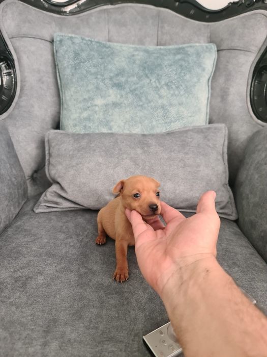 Pinscher miniatura