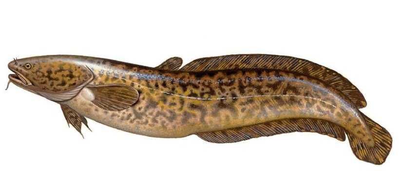 Miętus - narybek letni