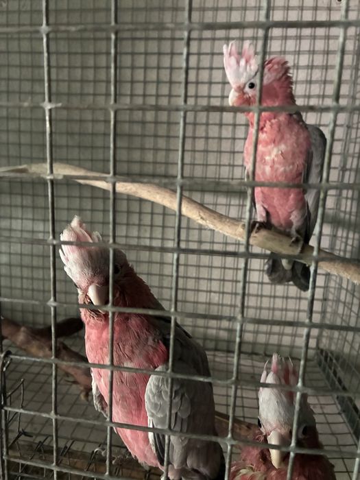 Catatuas Galah macho/ ou casal 2026