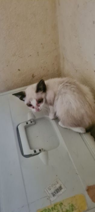 Gatinha 2meses siamês muito meiga