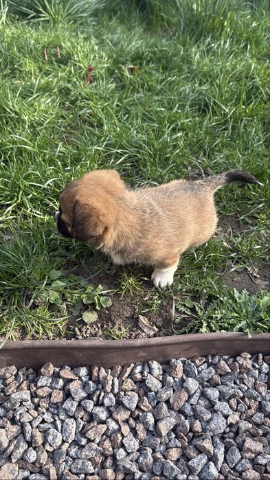 Продам цуценя зхрещене зпекінесом