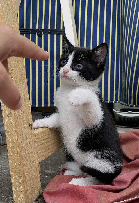 Gatinha bebé para adoção