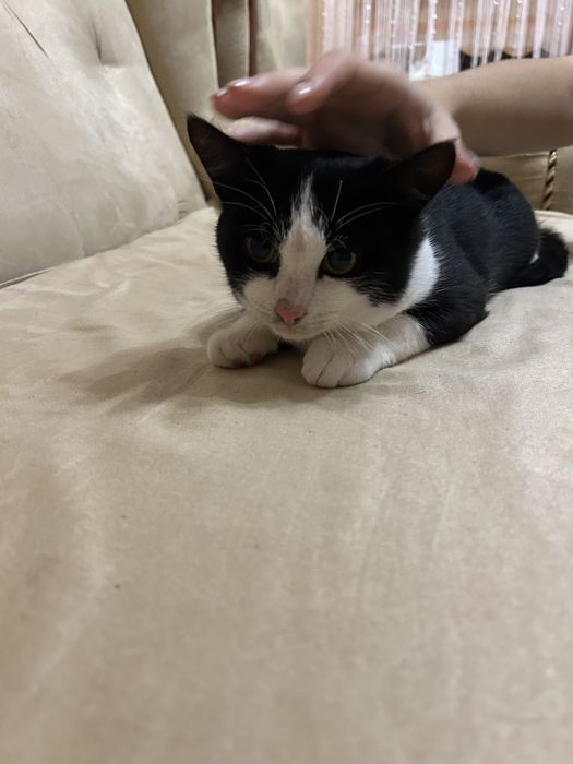 Котик 5 місяців хлопчик.