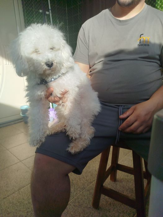 Caniche toy lindíssimo