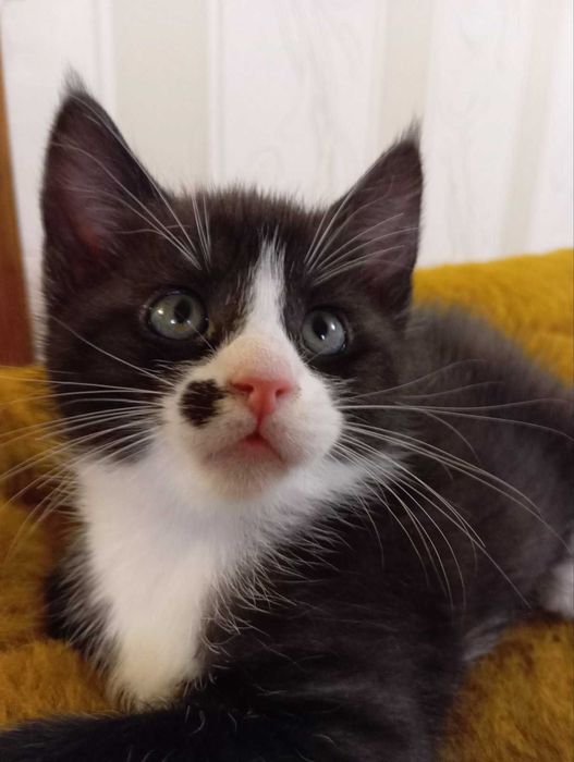 Мейн куни котики