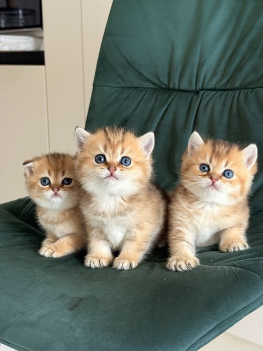 Скотіш Фолд! Шотландські вислоухі кошенята! Золоті  Шиншили